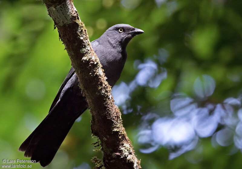 South Melanesian Cuckooshrike