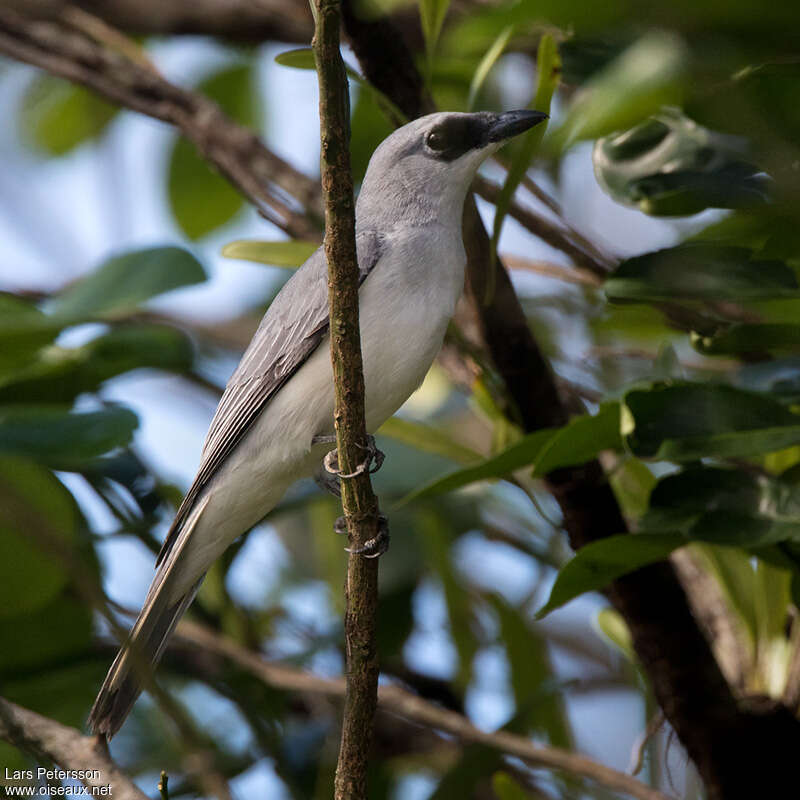 White-bellied Cuckooshrikeadult, identification