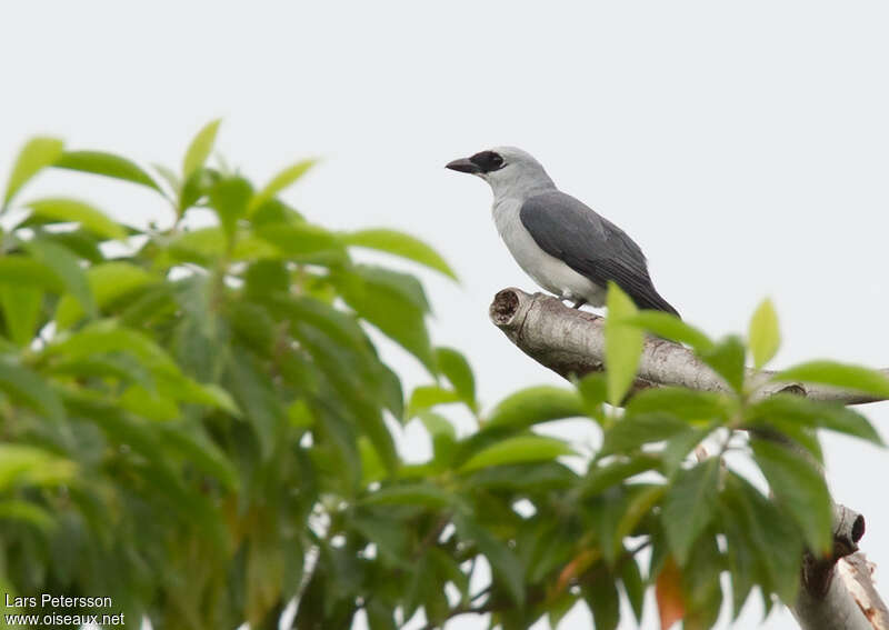 Échenilleur choucariadulte, habitat