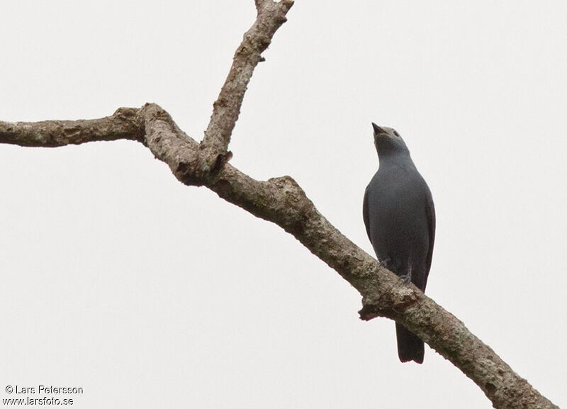 Boyer's Cuckooshrike