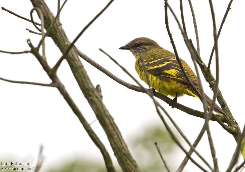 Petit's Cuckooshrike female adult, identification