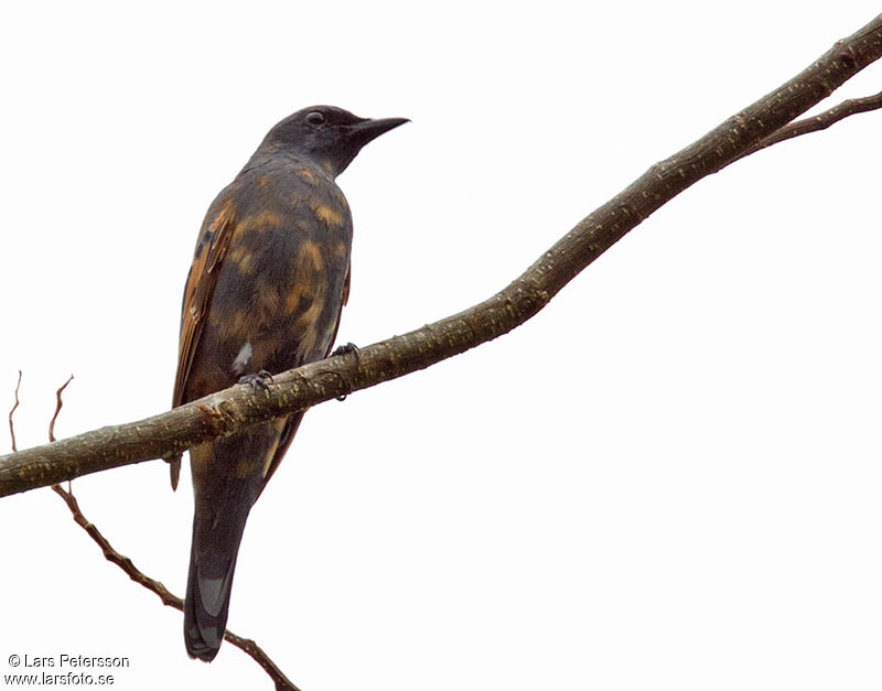 Grey-capped Cicadabird