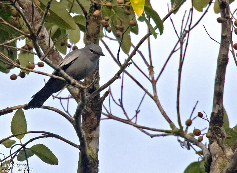 Solomons Cuckooshrike female adult