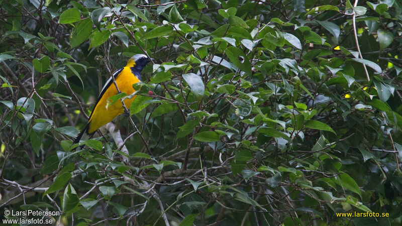 Golden Cuckooshrike