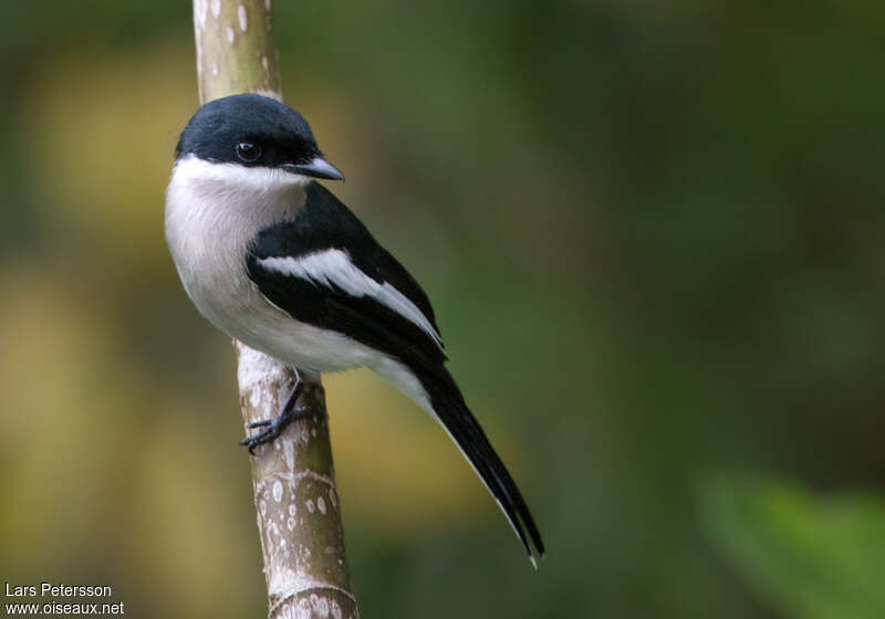 Bar-winged Flycatcher-shrikeadult, identification