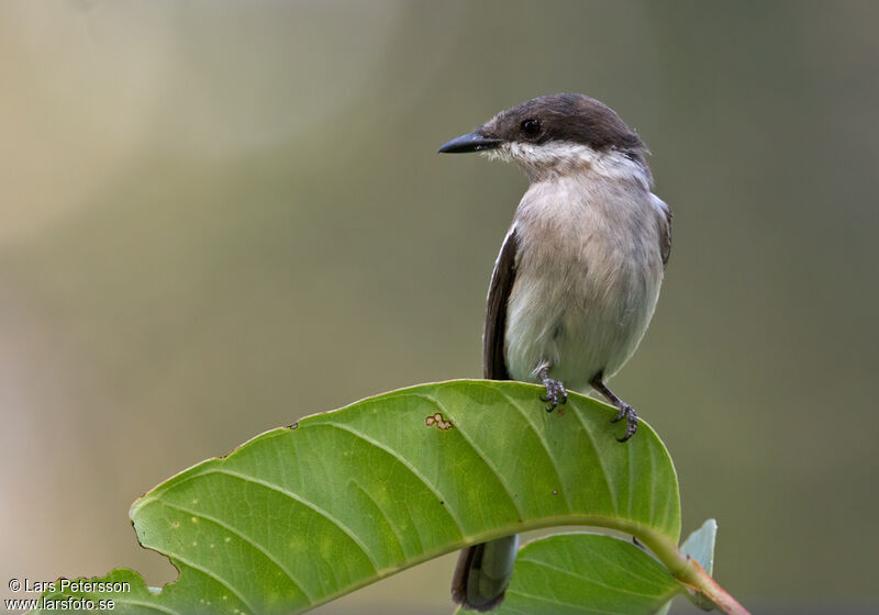 Bar-winged Flycatcher-shrike