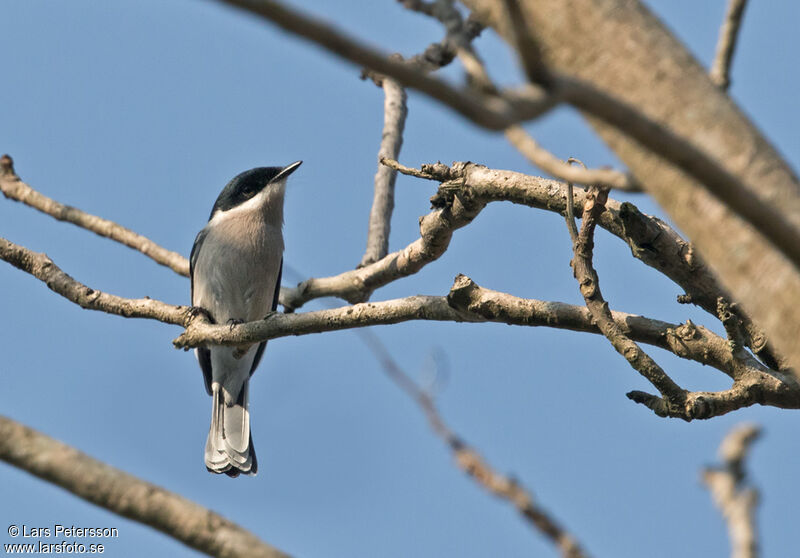 Bar-winged Flycatcher-shrike