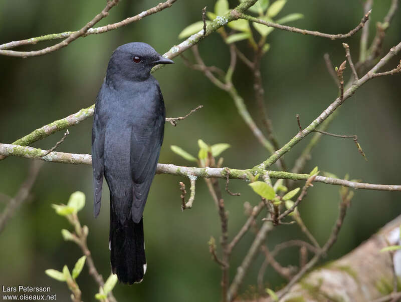 Indochinese Cuckooshrike male adult