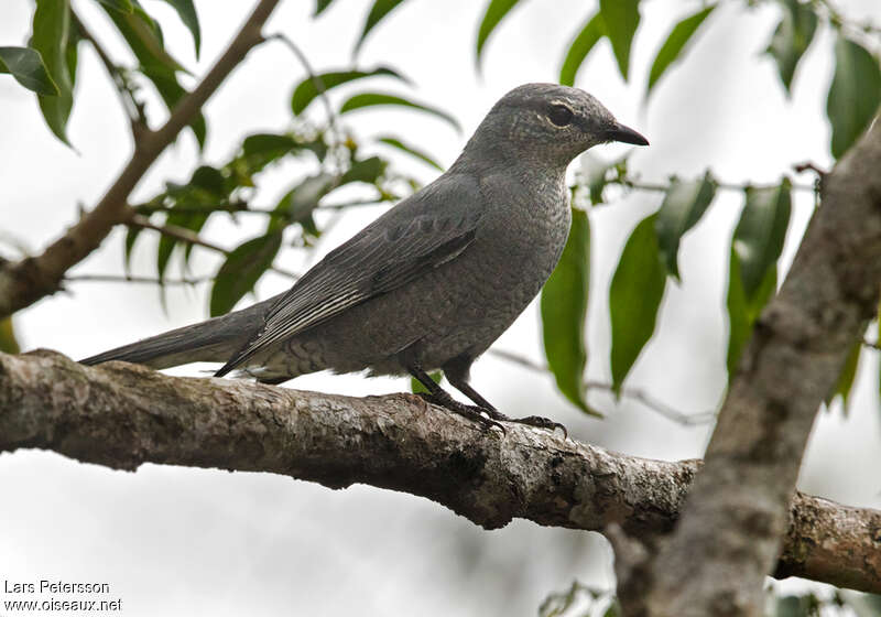 Échenilleur indochinois femelle adulte, identification