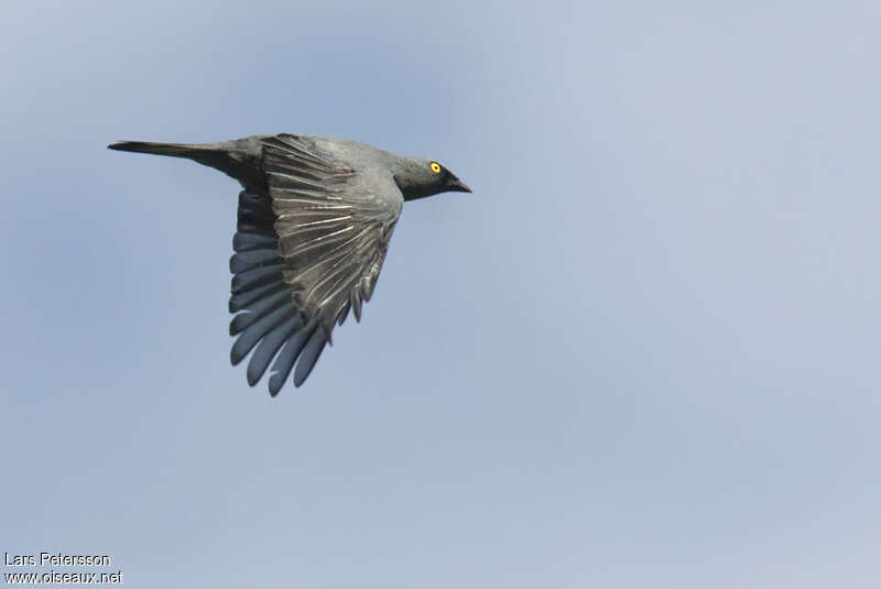 Barred Cuckooshrikeadult, Flight