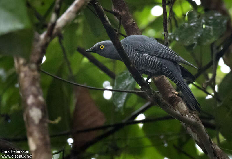 Barred Cuckooshrikeadult