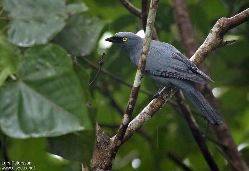 Barred Cuckooshrikeadult, identification