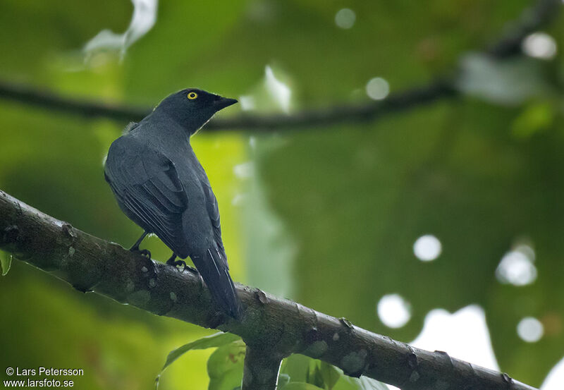 Barred Cuckooshrike