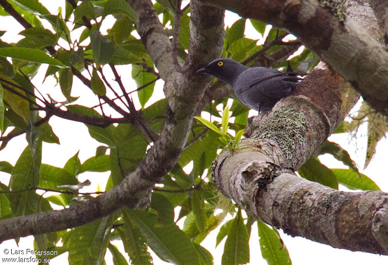 Barred Cuckooshrike