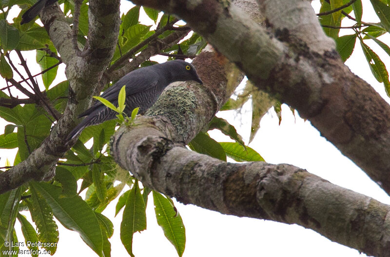 Barred Cuckooshrike