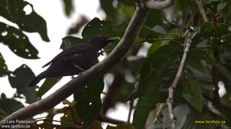 Black Cicadabird