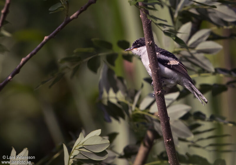 Long-tailed Triller