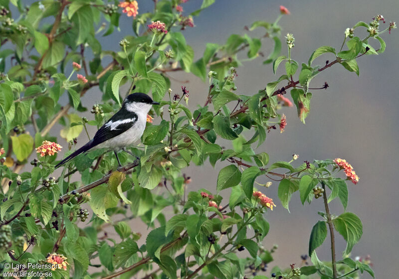 Long-tailed Triller