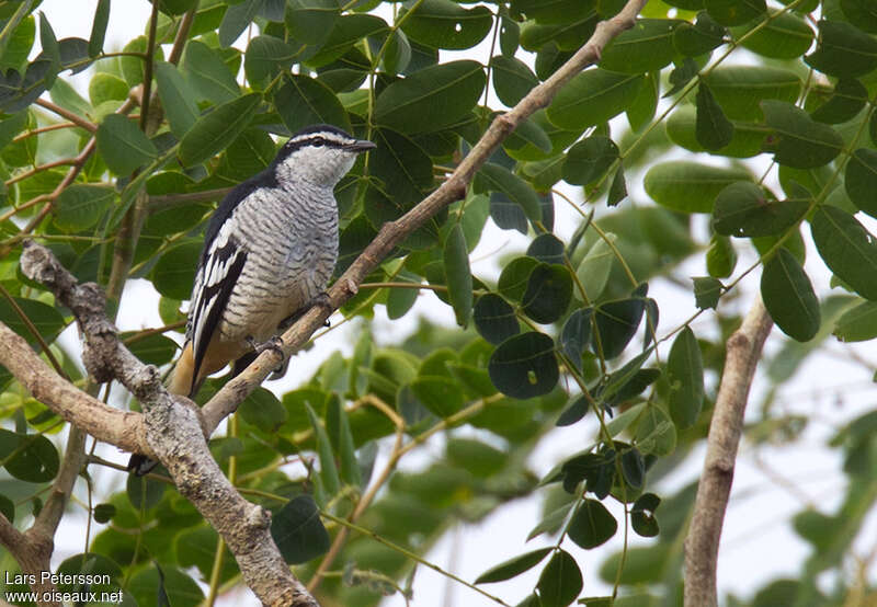 Échenilleur varié, identification