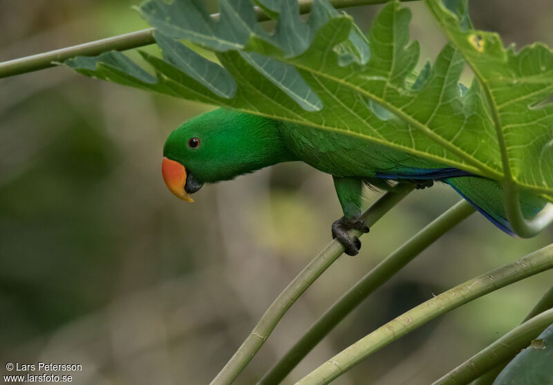 Papuan Eclectus