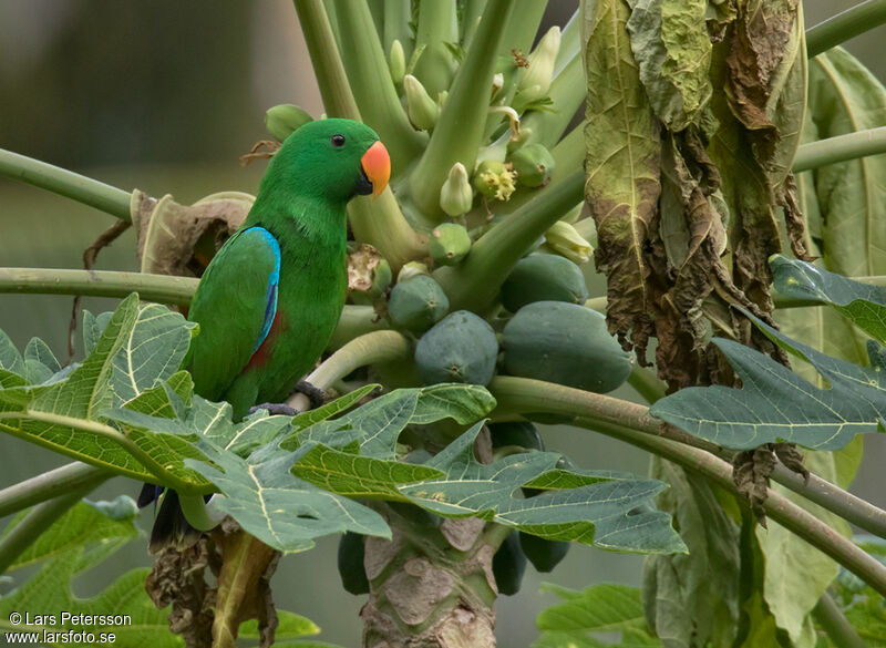 Éclectus papou mâle adulte, habitat, pigmentation, régime