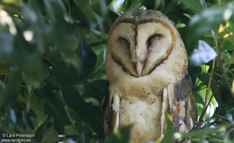 American Barn Owladult, close-up portrait