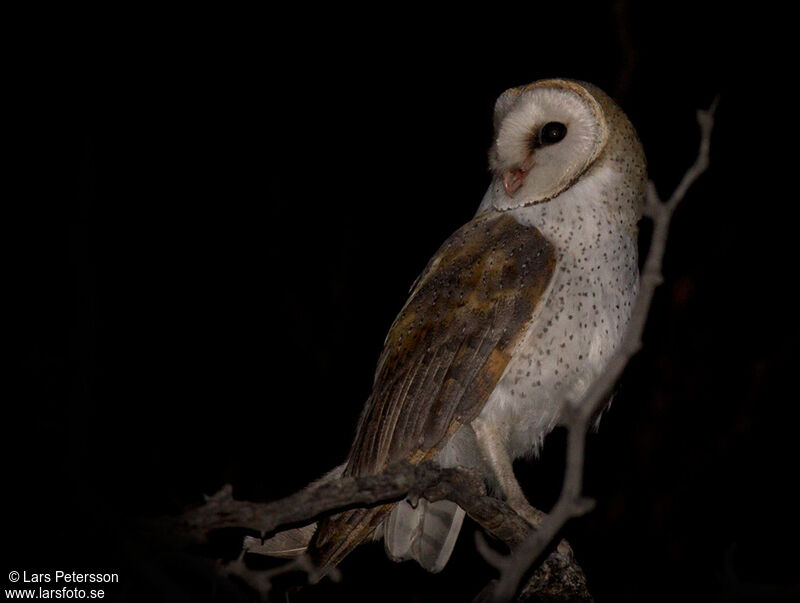 Western Barn Owl