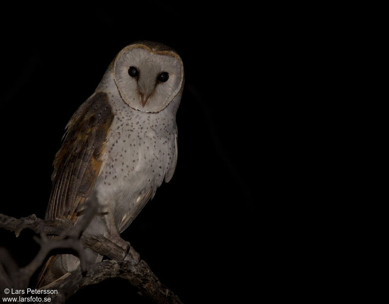 Western Barn Owl