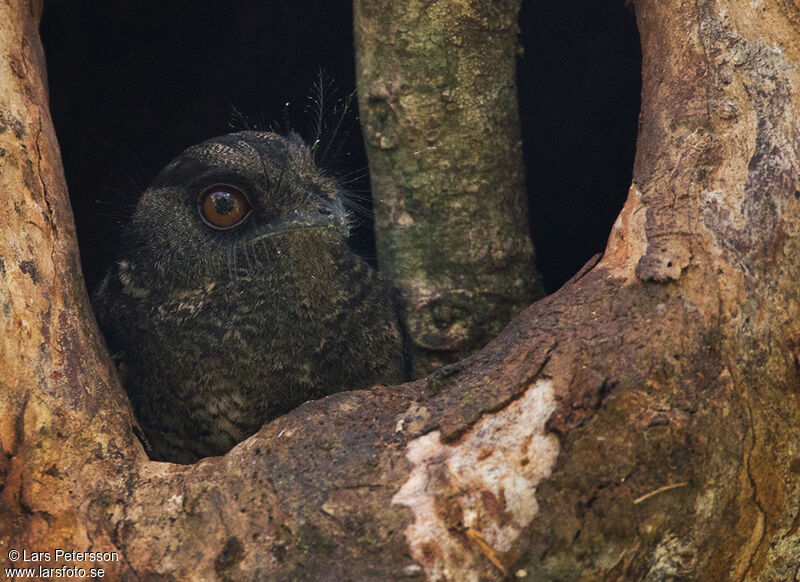 Barred Owlet-nightjar