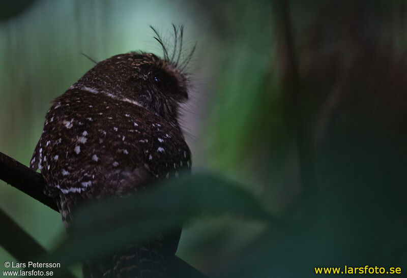 Mountain Owlet-nightjar