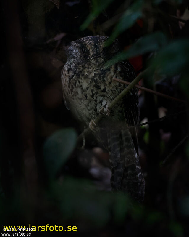 Mountain Owlet-nightjar