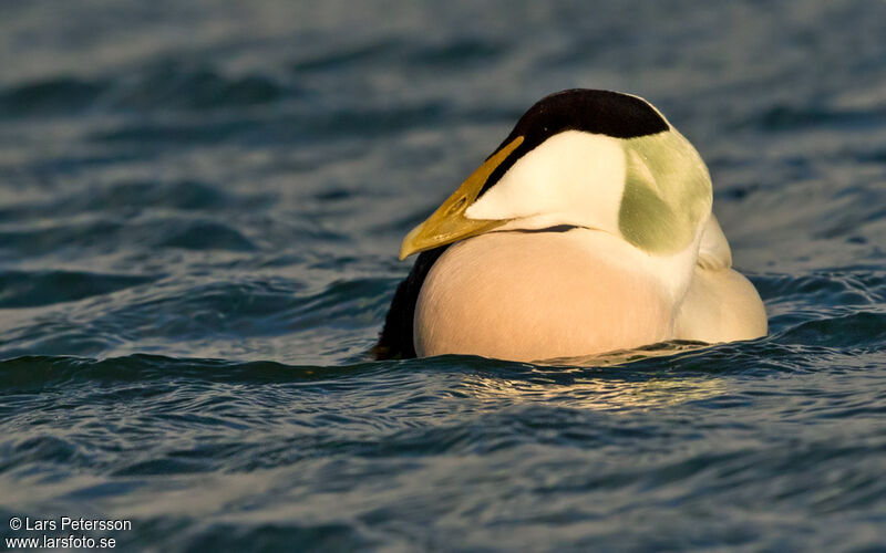 Eider à duvet