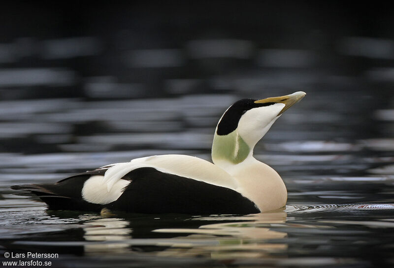 Eider à duvet