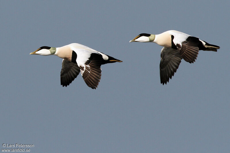 Eider à duvet