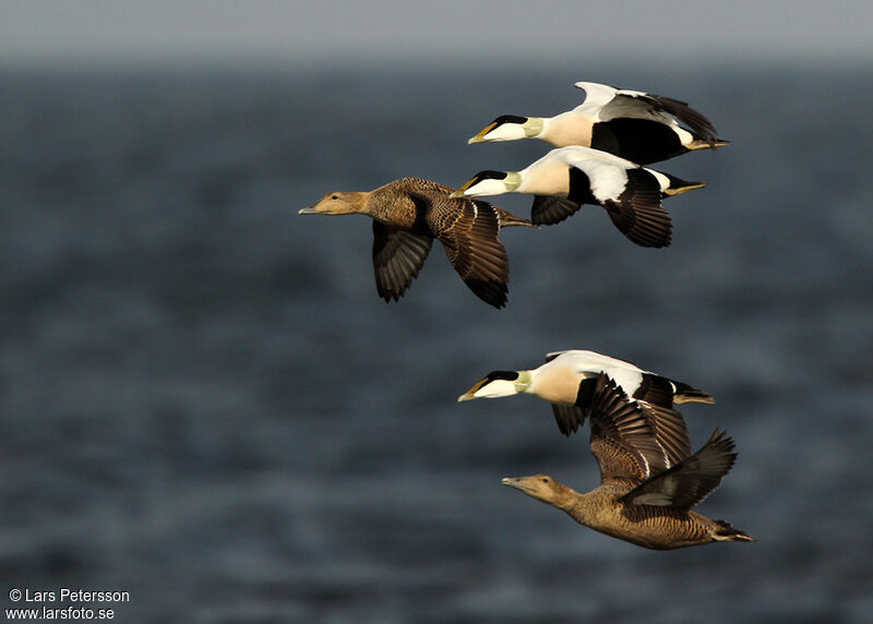 Eider à duvet