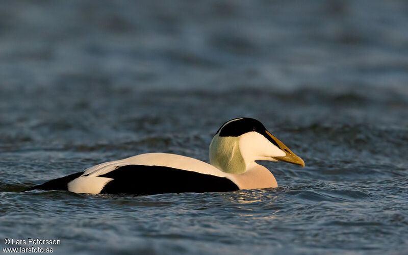 Eider à duvet