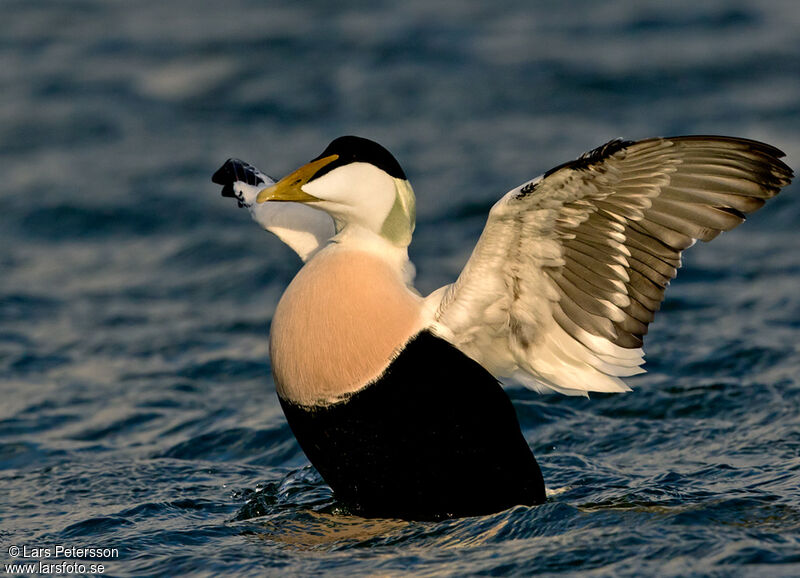 Eider à duvet