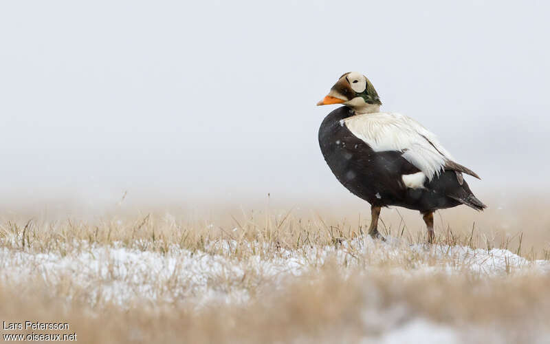 Spectacled Eider male adult breeding, identification