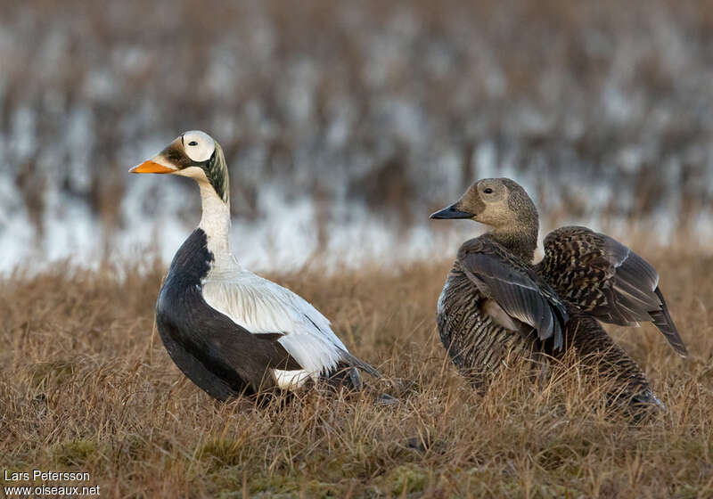 Spectacled Eideradult breeding, habitat, pigmentation