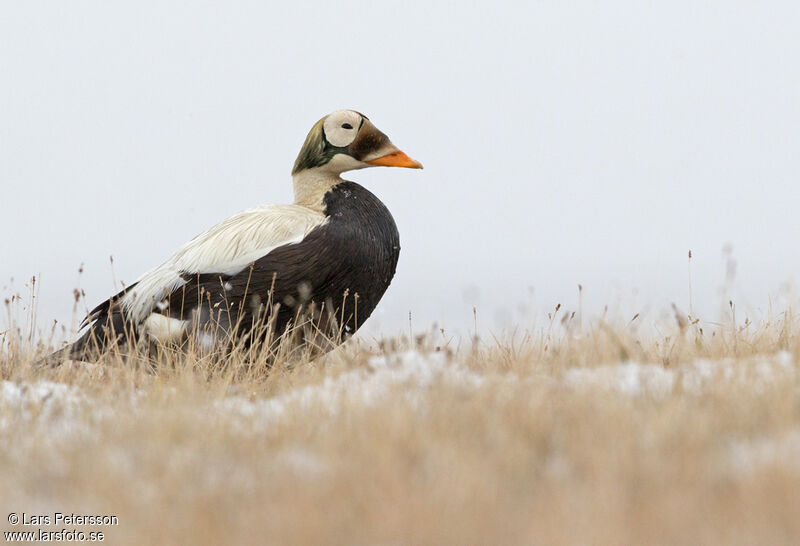 Eider à lunettes