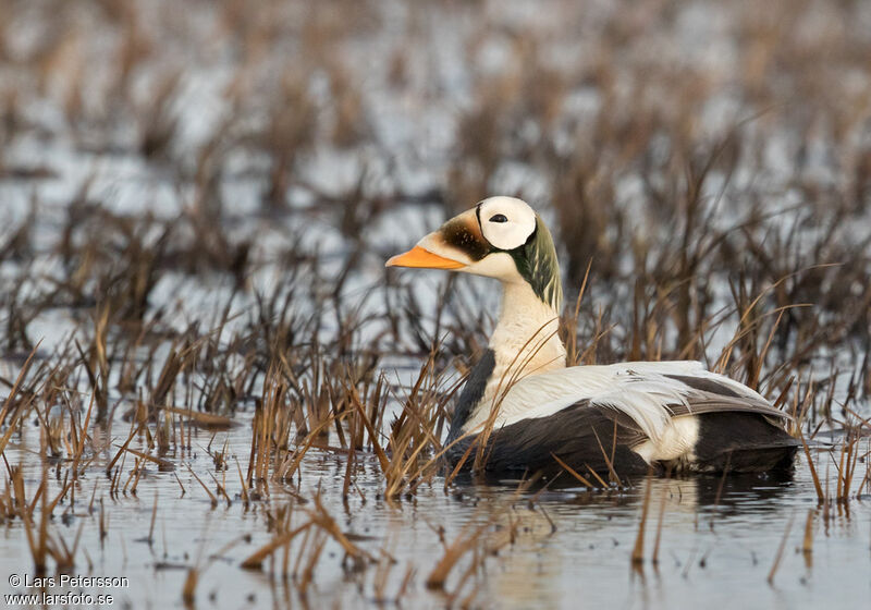 Eider à lunettes