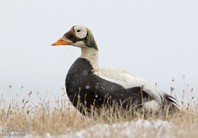 Eider à lunettes mâle adulte nuptial, portrait