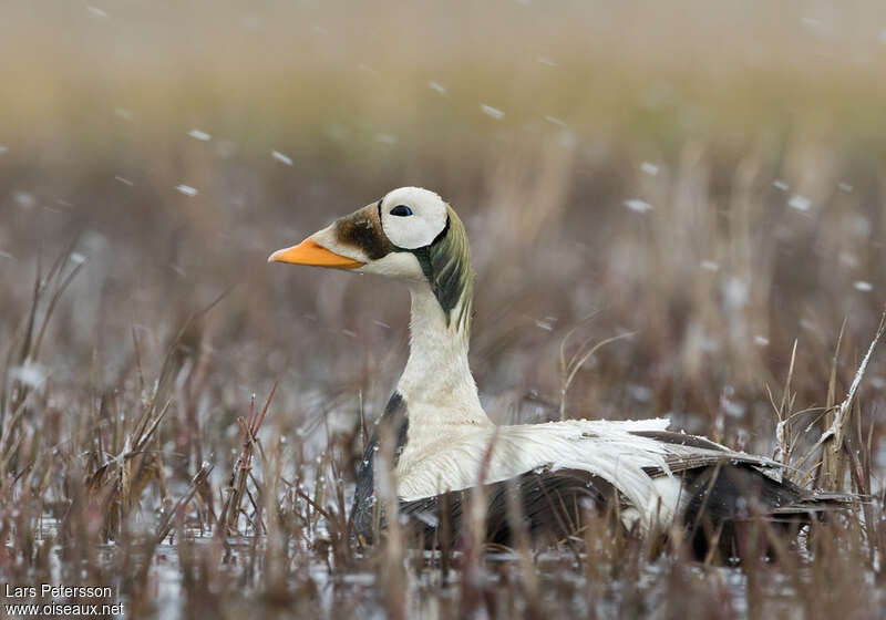 Eider à lunettes mâle adulte nuptial