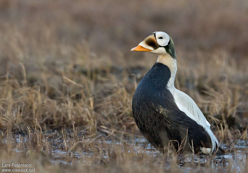 Eider à lunettes mâle adulte nuptial, pigmentation