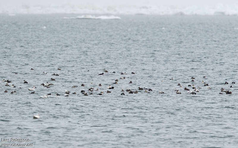 Eider à lunettesadulte, habitat