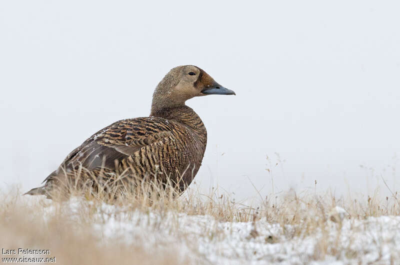 Eider à lunettes femelle adulte, identification