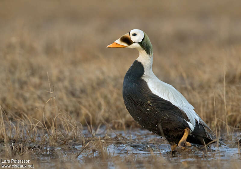 Eider à lunettes mâle adulte nuptial, identification