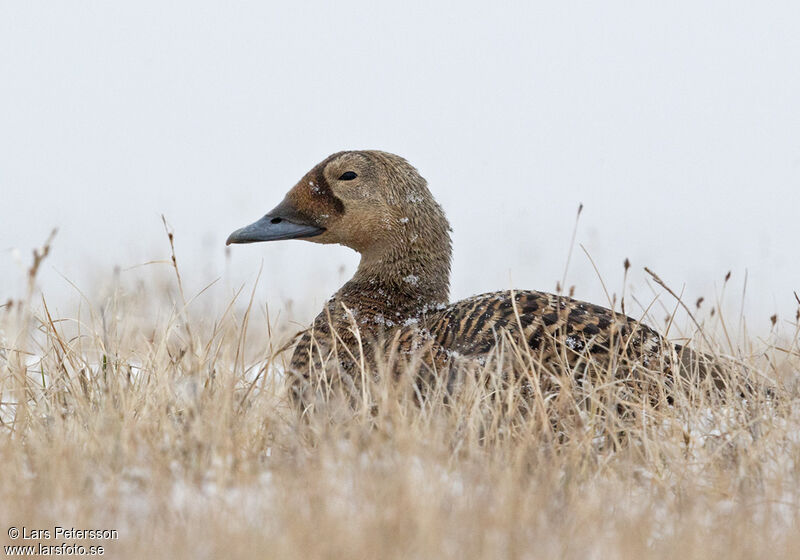 Eider à lunettes