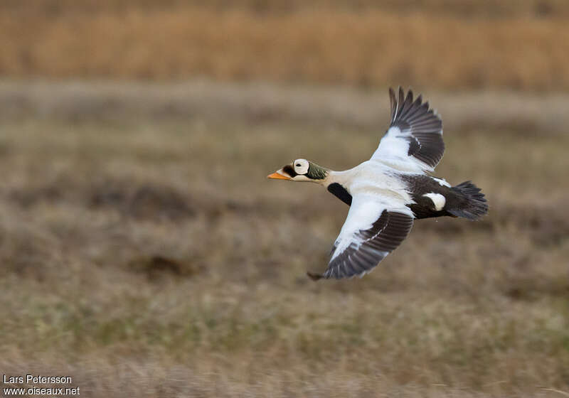 Eider à lunettes mâle adulte nuptial, Vol