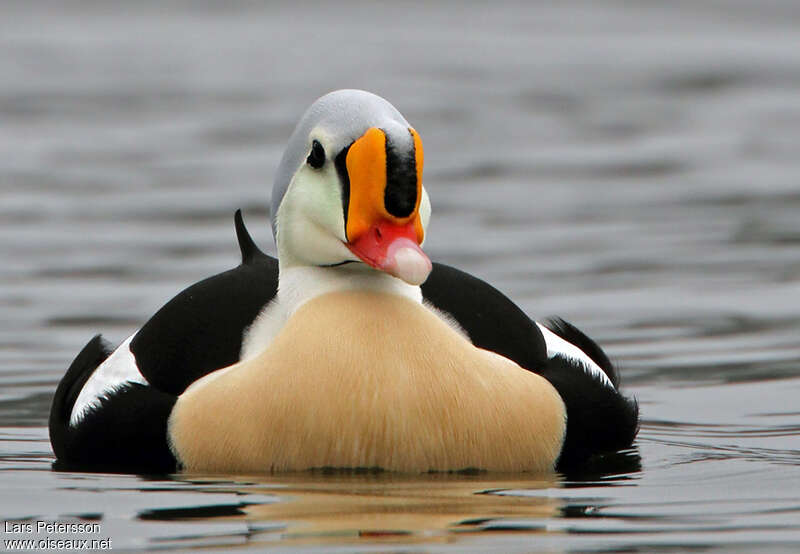 Eider à tête grise mâle adulte nuptial, portrait, pigmentation